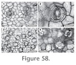 Figure 58.