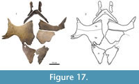 sfig17