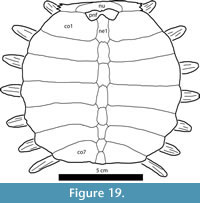 sfig19