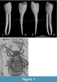 sfigure 1