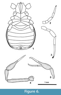 sfigure 6