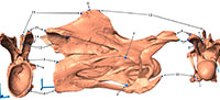 Retrodeformation and phylogeny