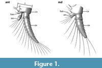 sfig1