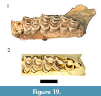 s figure 19