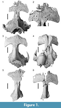 sfigure 1