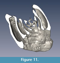 Figure 11