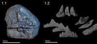 Micro-CT workflow