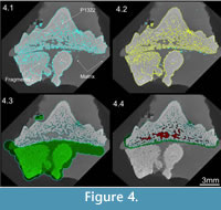 sfig4