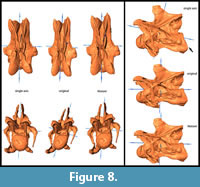 s figure 8