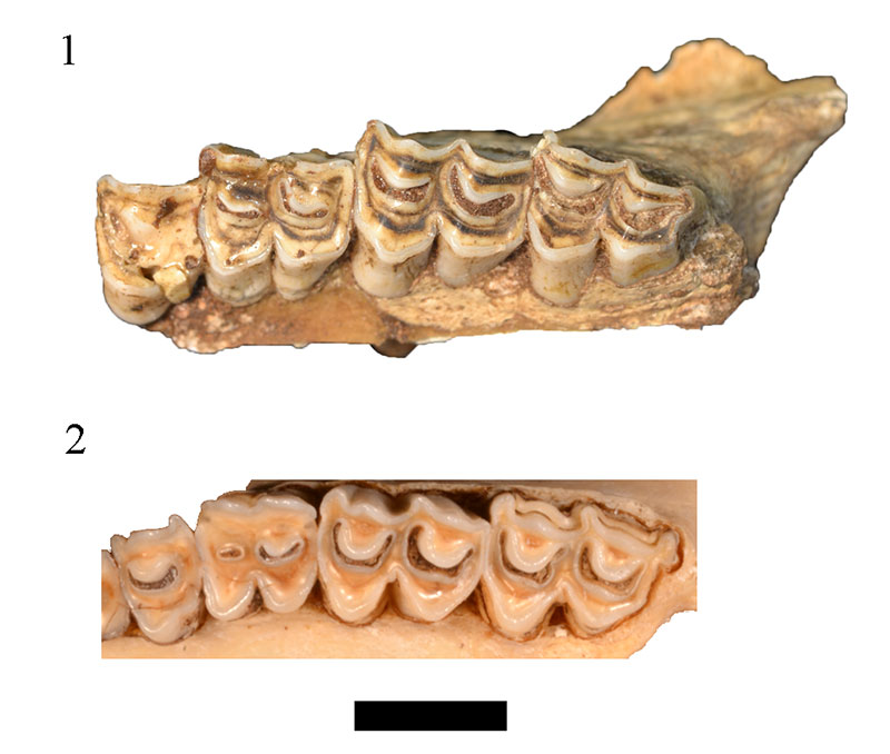 figure 19