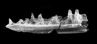 Eocene squamates from Spain