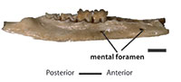 Late Oligocene bandicoot 