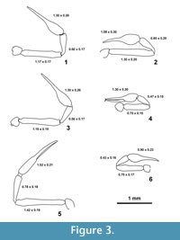 sfigure 3