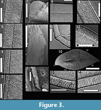 sfigure 3