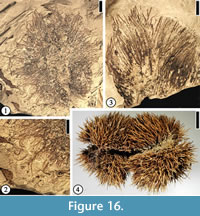 s figure 16