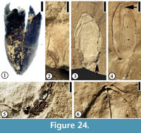 s figure 24