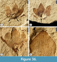 s figure 36