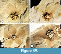 s figure 39