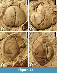 s figure 44