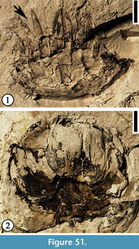 s figure 51