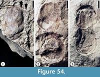 s figure 54