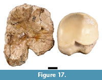 s figure 17