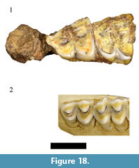 s figure 18