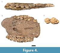 s figure 4