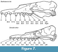 sfigure 7