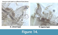 s figure14