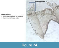 s figure24