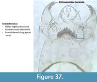 s figure37