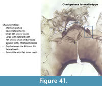 s figure41