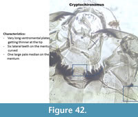 s figure42