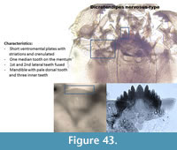 s figure43