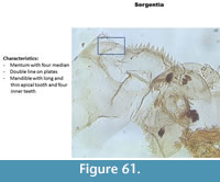 s figure61