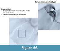 s figure66