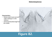 s figure82