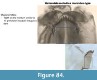 s figure84