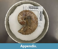 s appendix