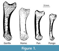 s fig1