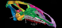 Skull of Tenontosaurus	