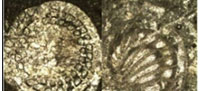 Middle to Late Permian Foraminifera