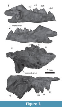 s figure 1