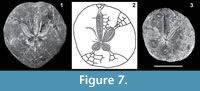 s figure7