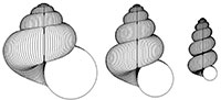 Gastropod heterochrony model