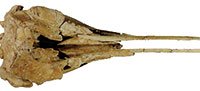 Fossil platanistoid dolphin