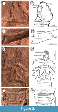 sfig5