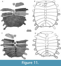 sfig11