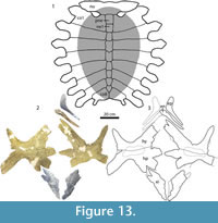 sfig13